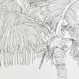 Palm